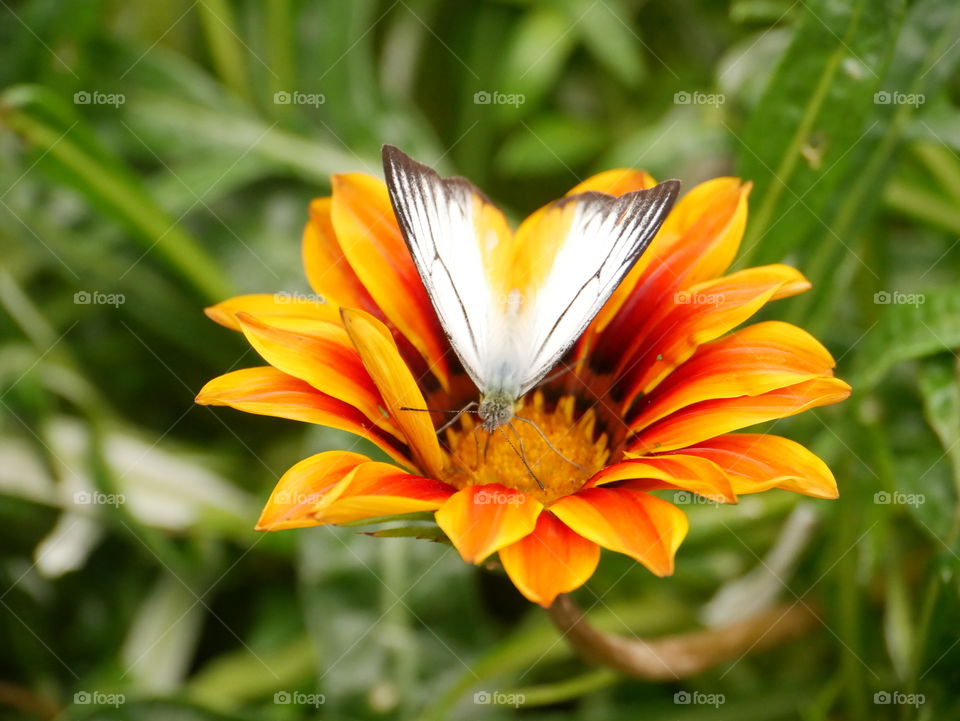 Butterfly over the flower