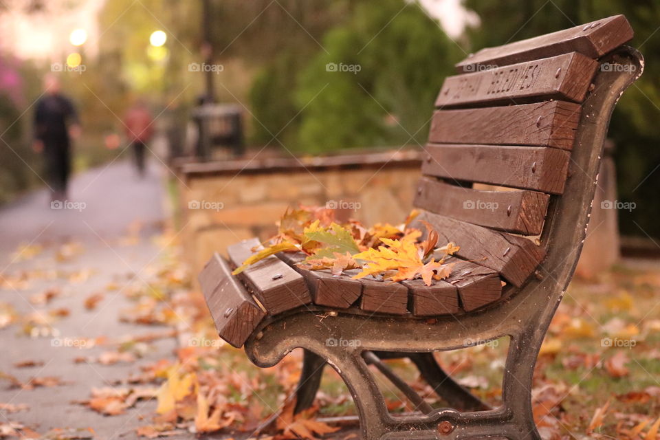 autumn, leaves, bench, walk, yellow, orange, color