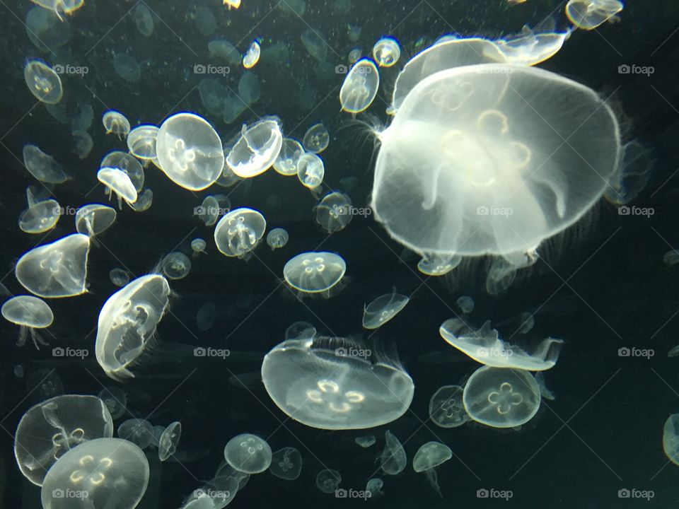 Underwater, Jellyfish, Fish, Aquarium, Coral