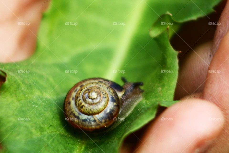 Snail