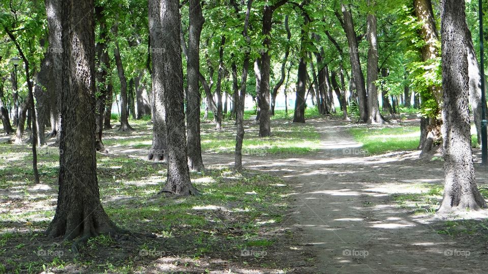 Look through the forest on sunny day