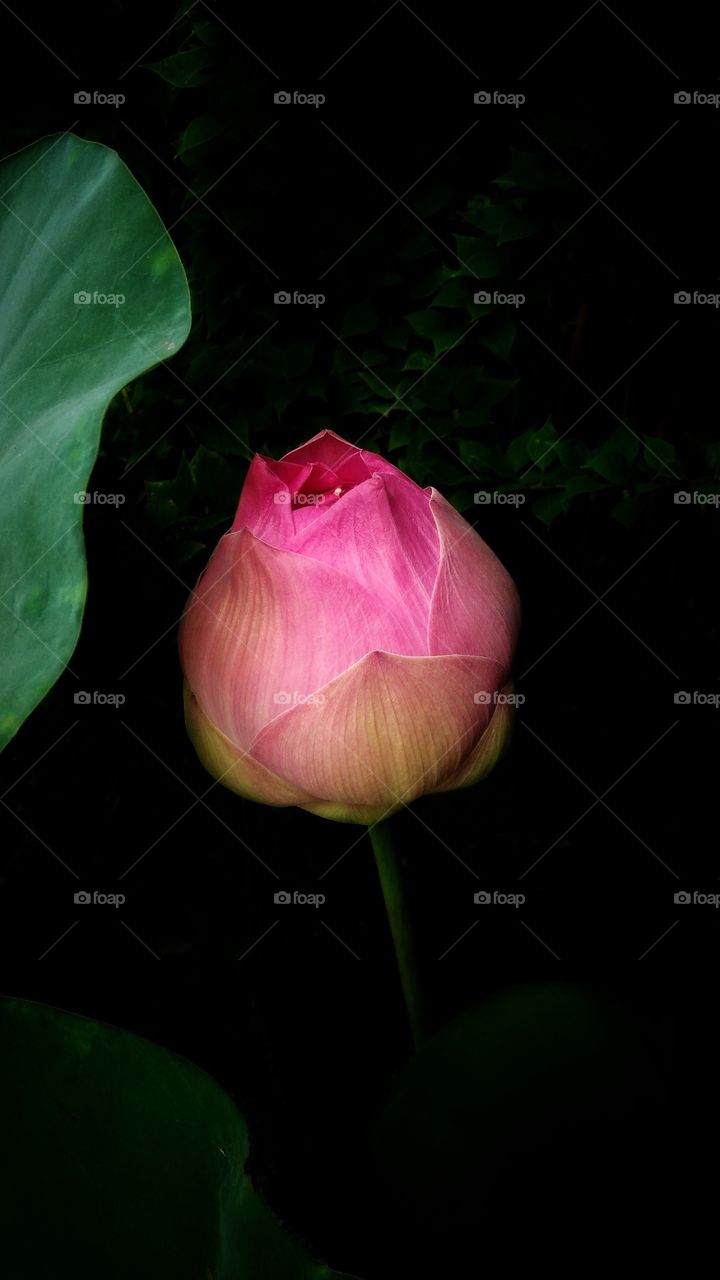 Beautiful pink lotus flower with green leaf and black background