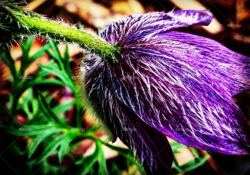 Purple Flower in Western Nebraska