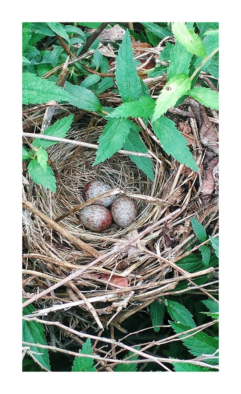 tiny mockingbird eggs snug in their nest