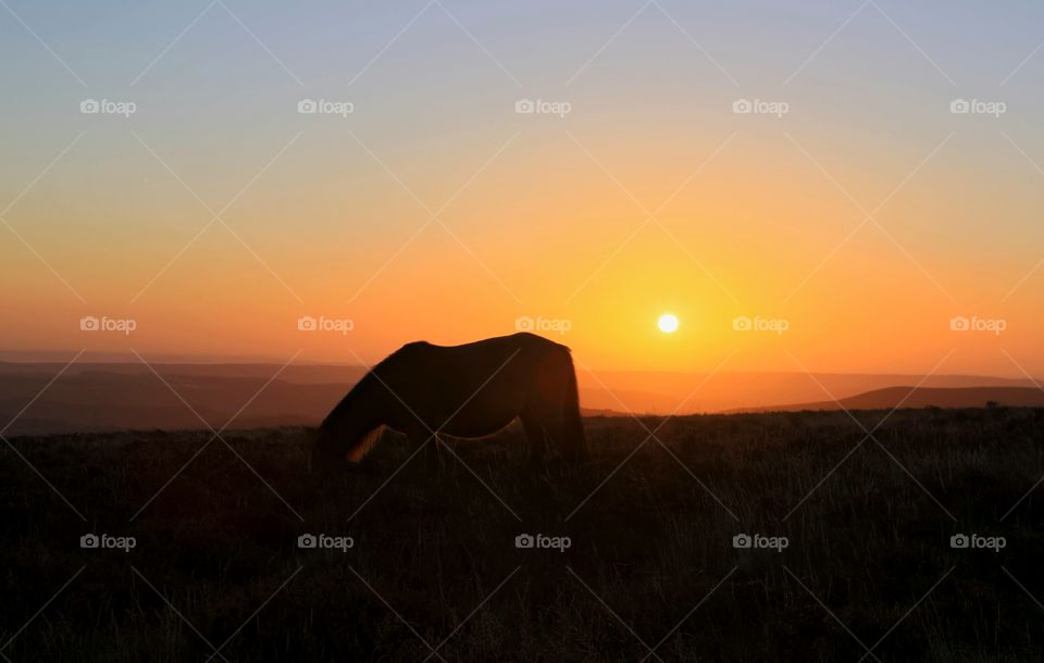 Sunset Dartmoor pony
