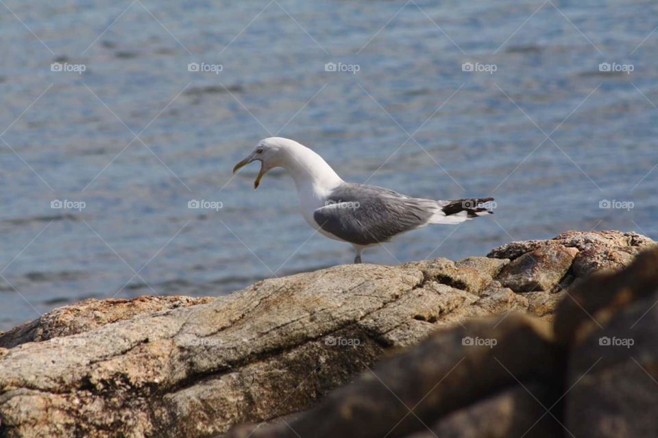 seagull