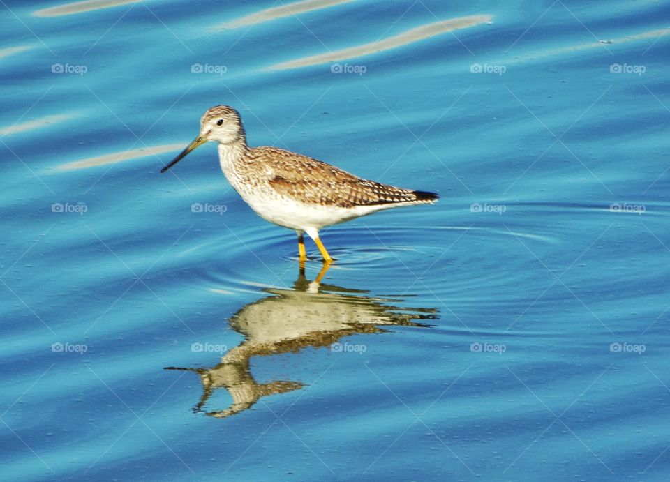 Sandpiper In Shallow Water