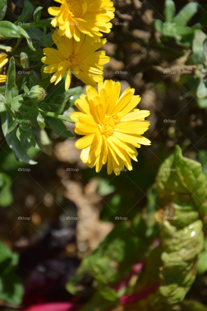 Flowers time 