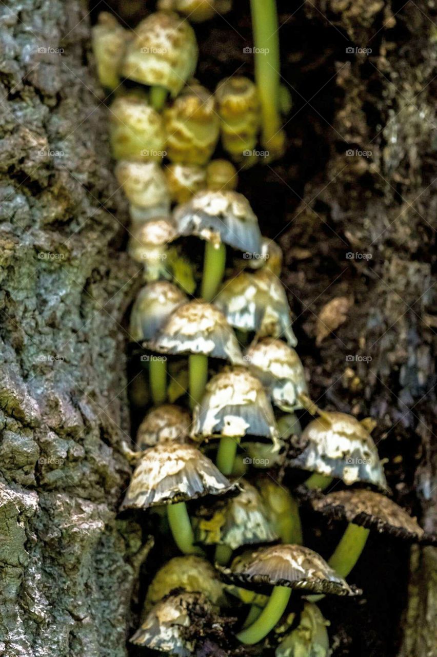 Fungus or Mushrooms Growing in Tree