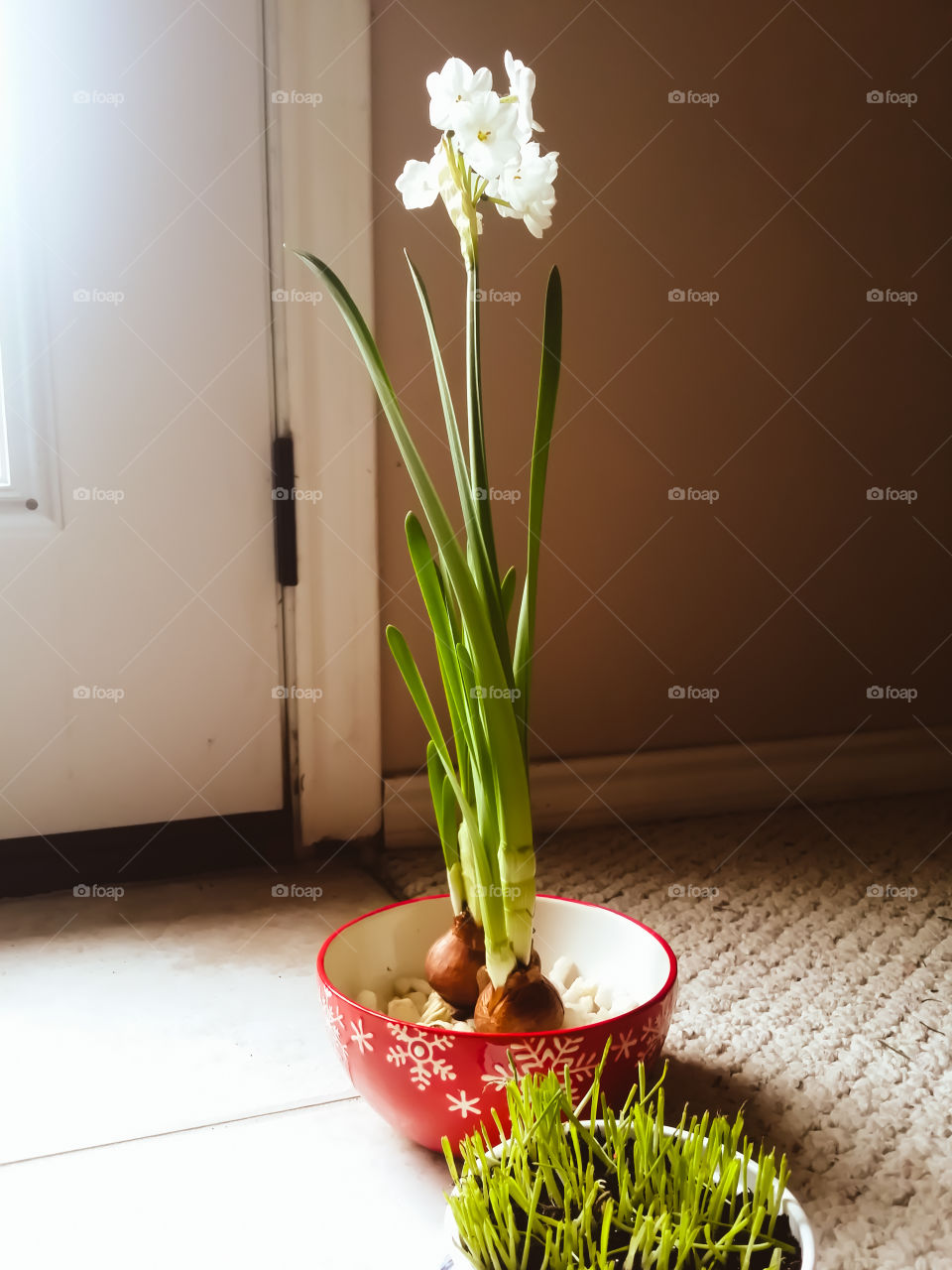 Potted plant in home