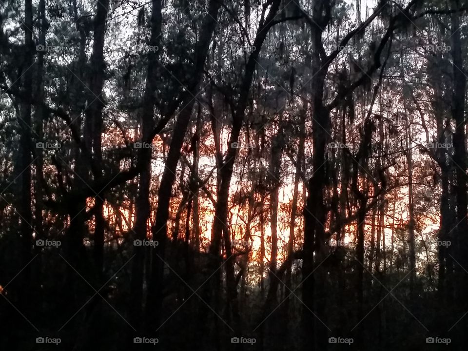sunset through the forest