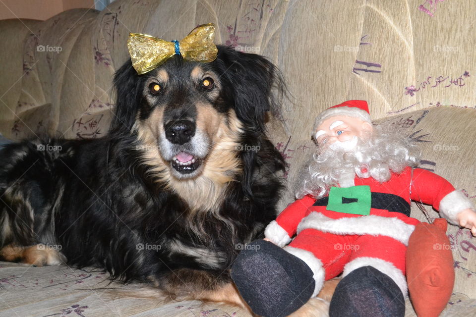 Celebrating Holiday with pets