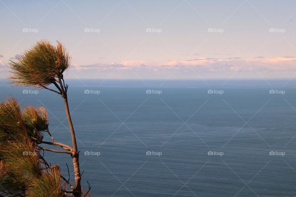 Aerial view of the atlantic ocean at sunset with clouds on horizon and dragon tree in the foreground 