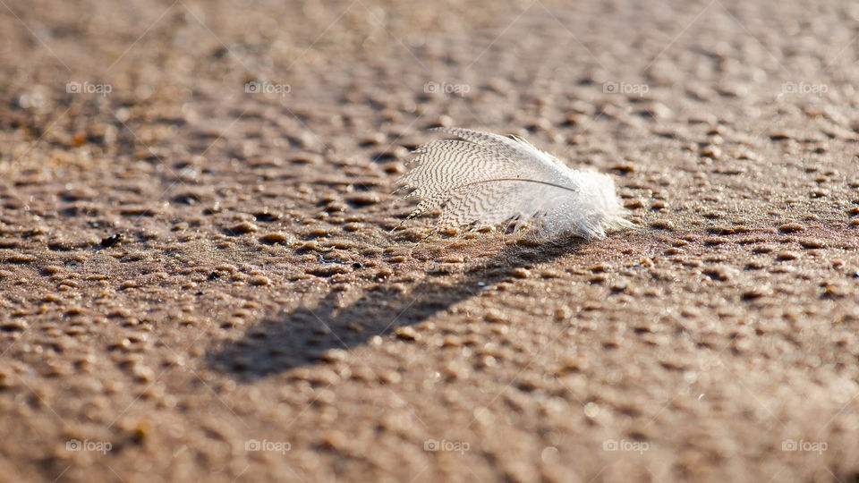 Feathers in the beach