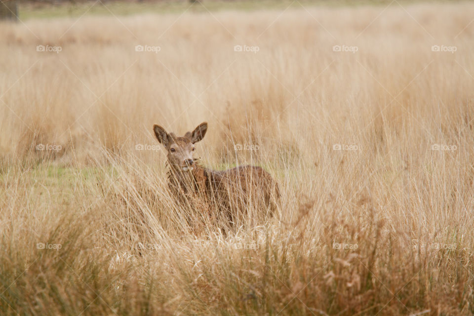 A beautiful deer in the park. Richmond park in London. Sweet animal portrait.