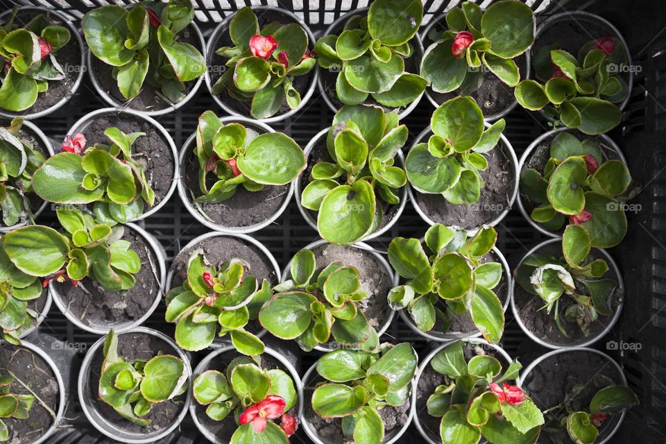 Row of plants , top view