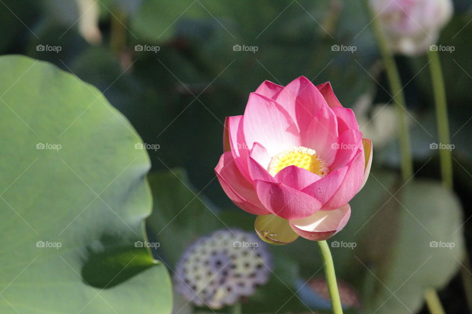 lotus flower. Colorful