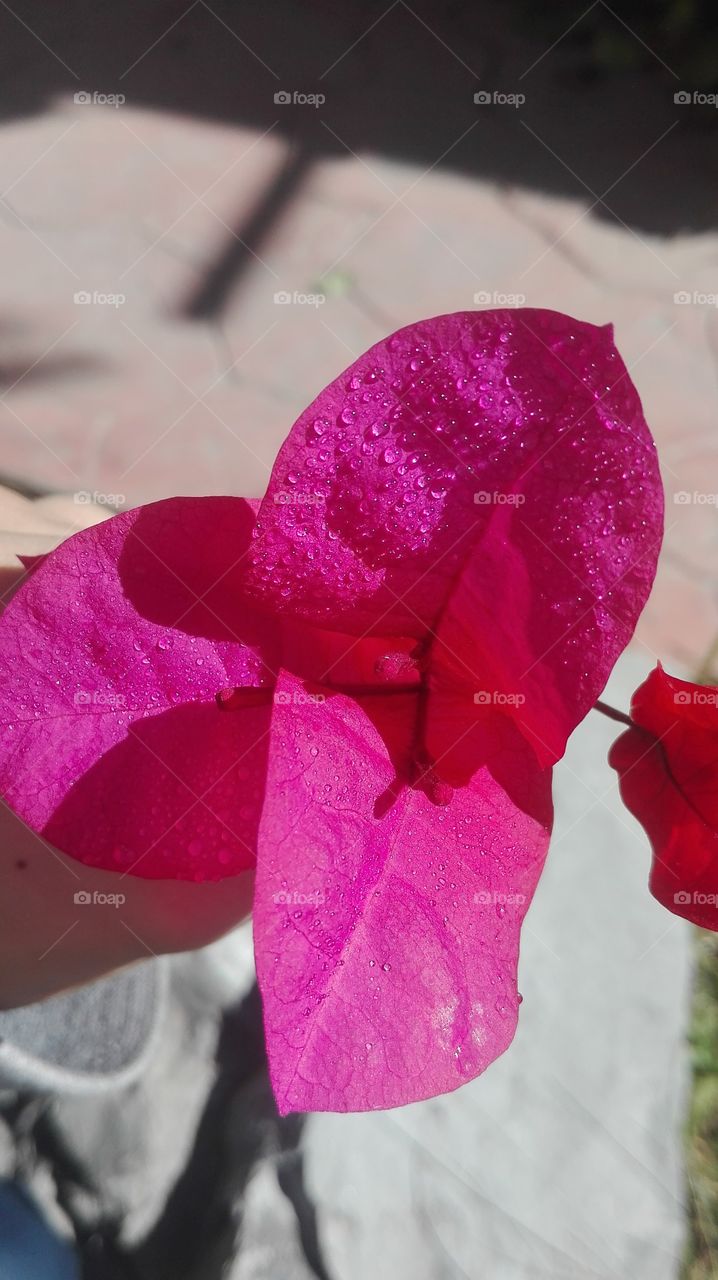 hojas de color rosa. de una flor por la mañana con rocio.