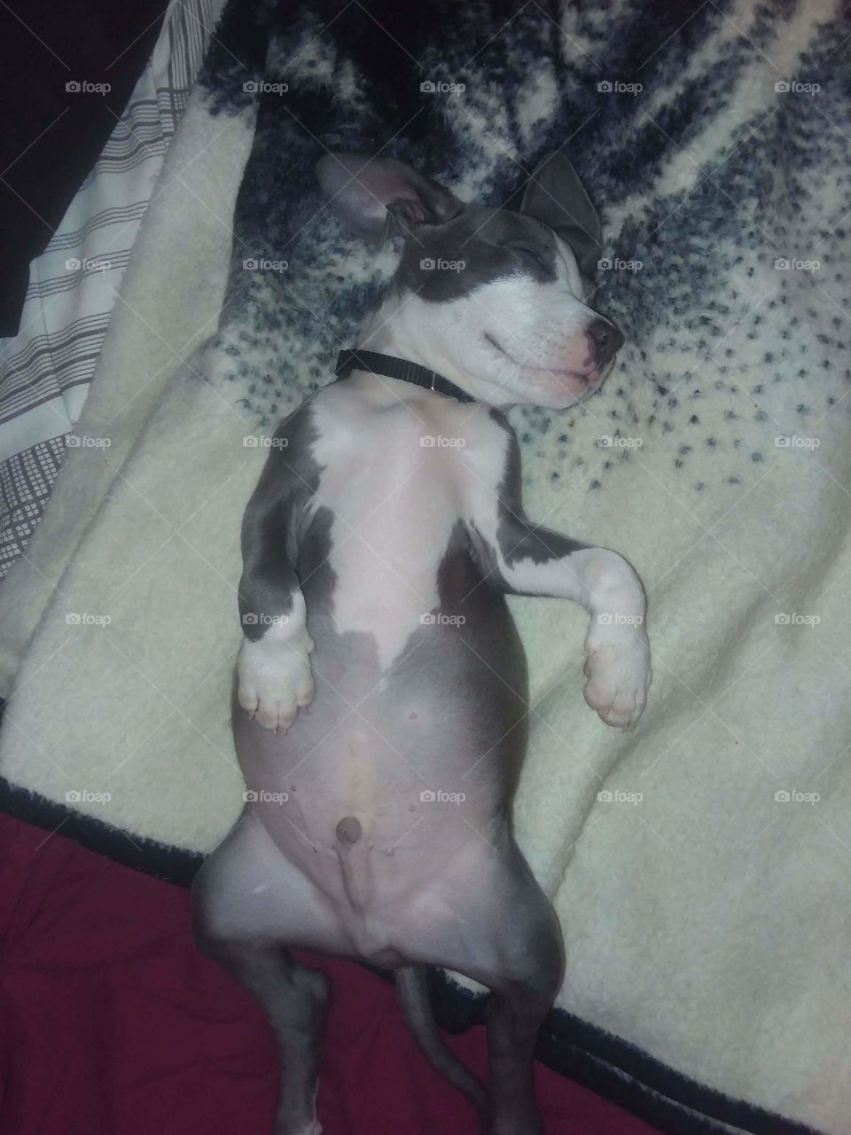 Sleeping like a baby! Look at all that Pit puppy love!