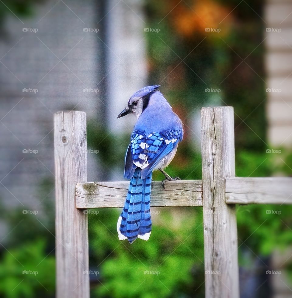 Blue Jay