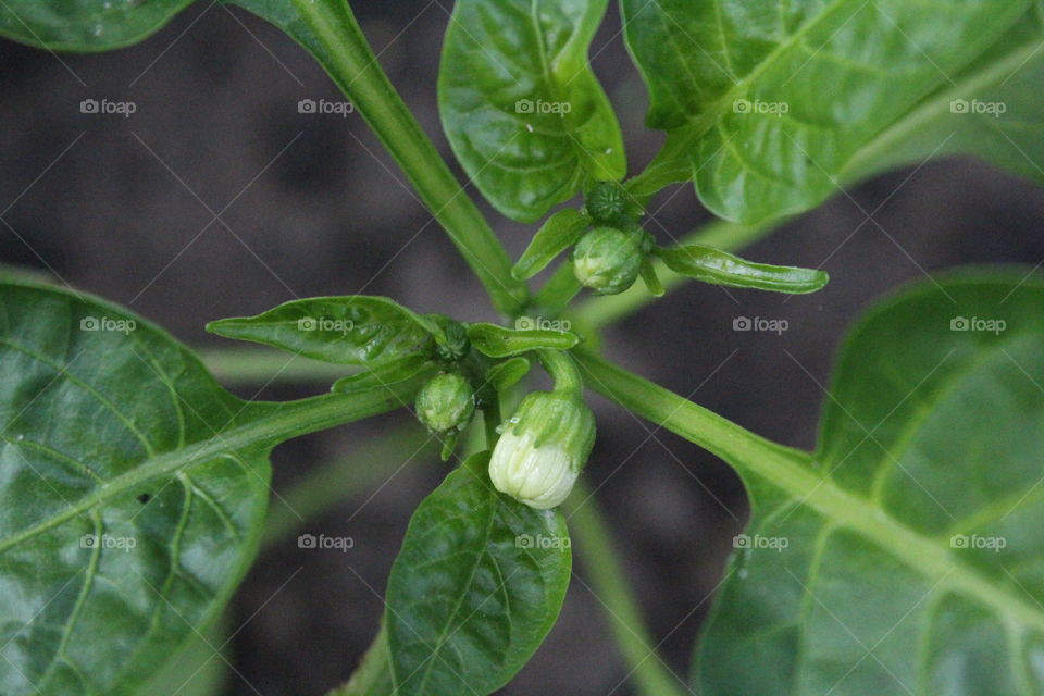 capsicum flower