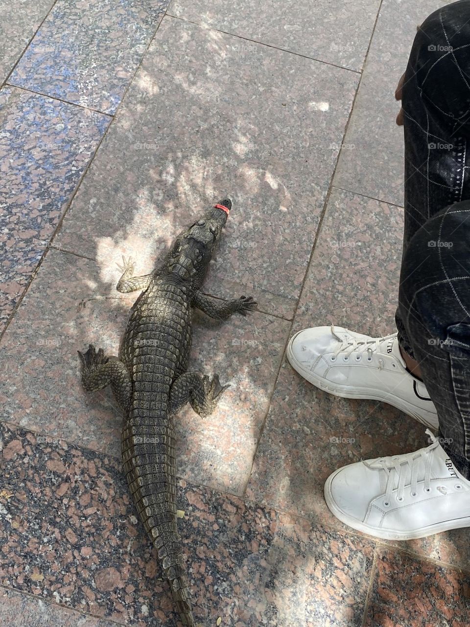 Crocodile 