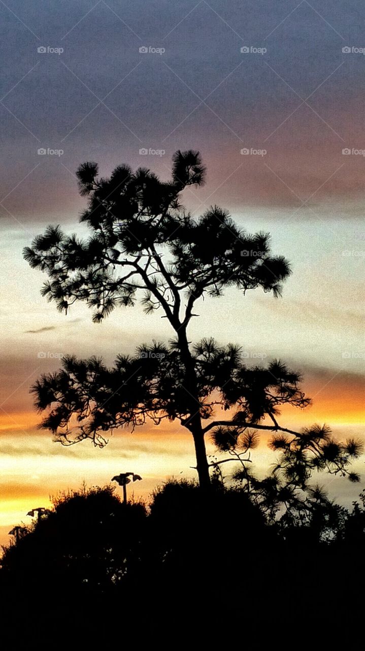 Tree, Sunset, Dawn, Sun, Landscape