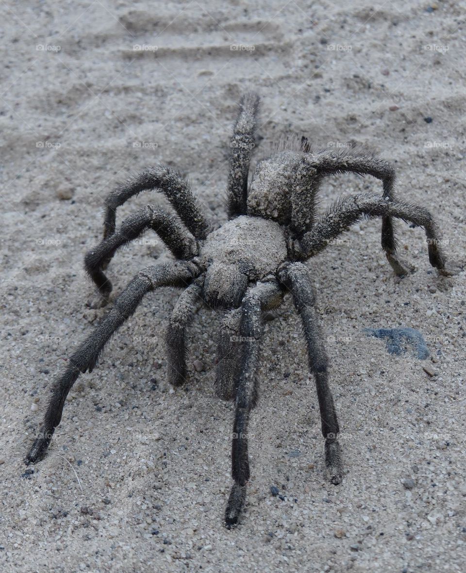 Sand Covered Tarantula 