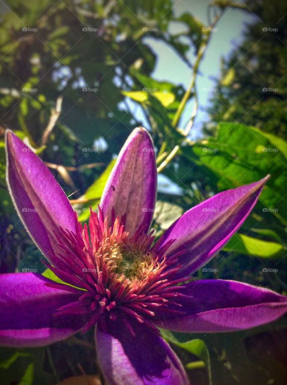 Summer time. Blue clematis thriving in the sun.