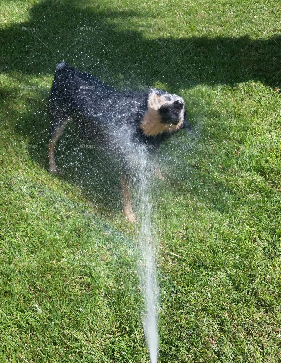 Water spraying on dog at grassy field