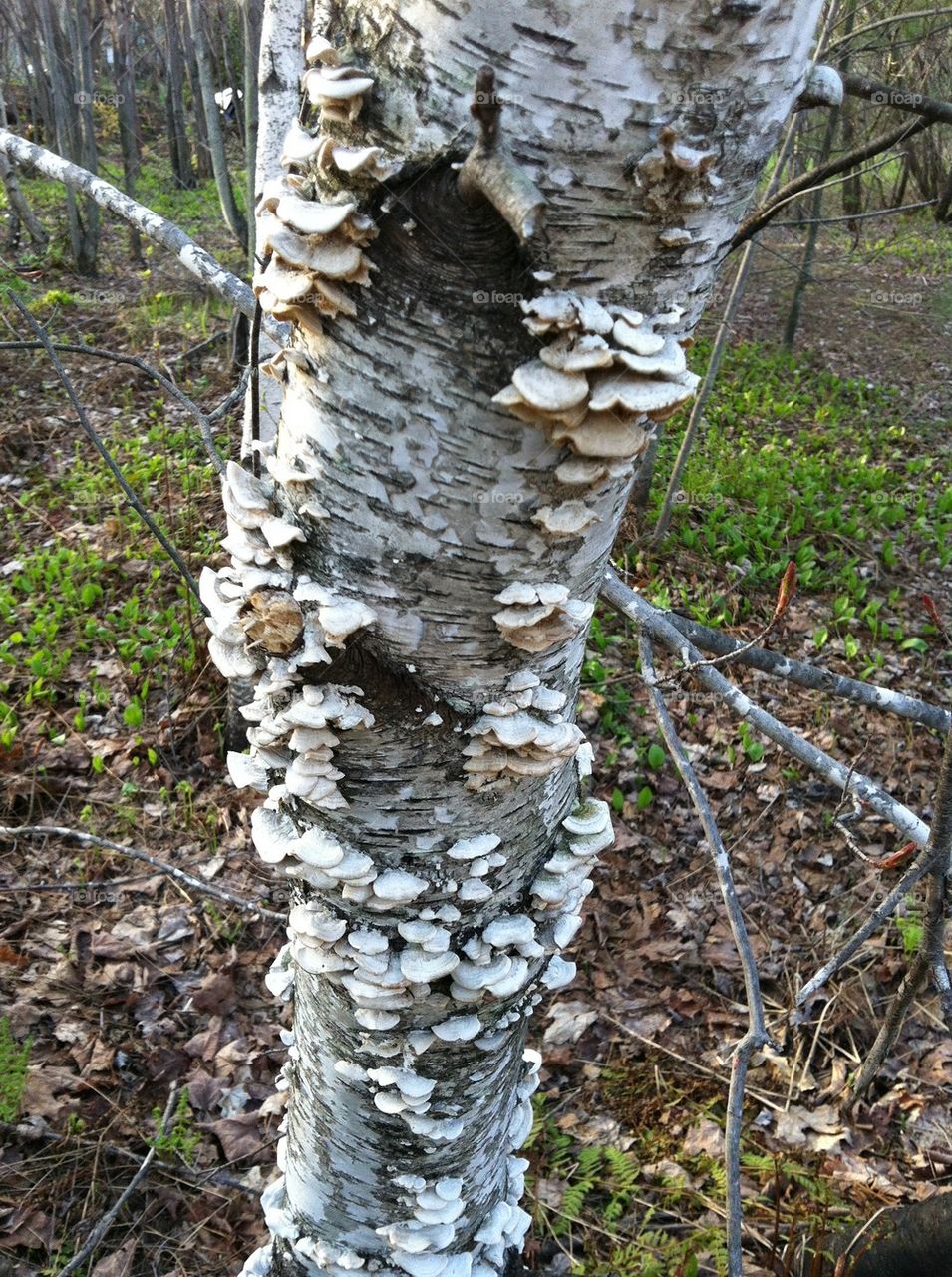 Tree with fungi