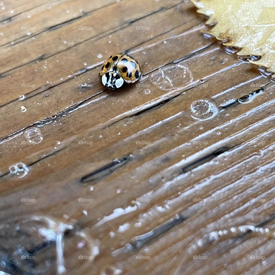 Bubbles and Ladybug…