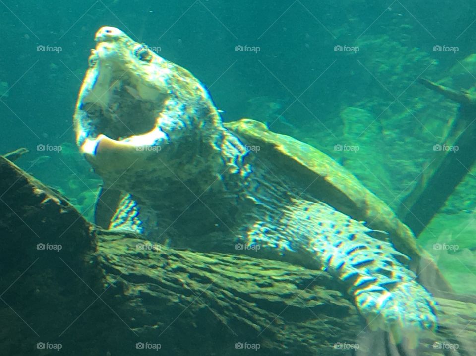 Alligator snapping turtle in reptile exhibit.