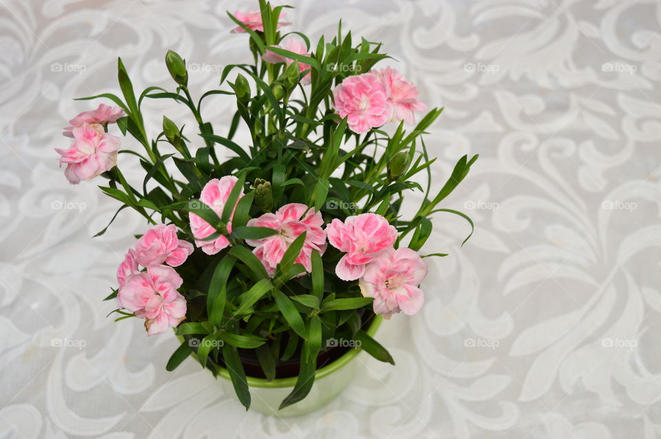 HOUSE PLANTS IN POTS