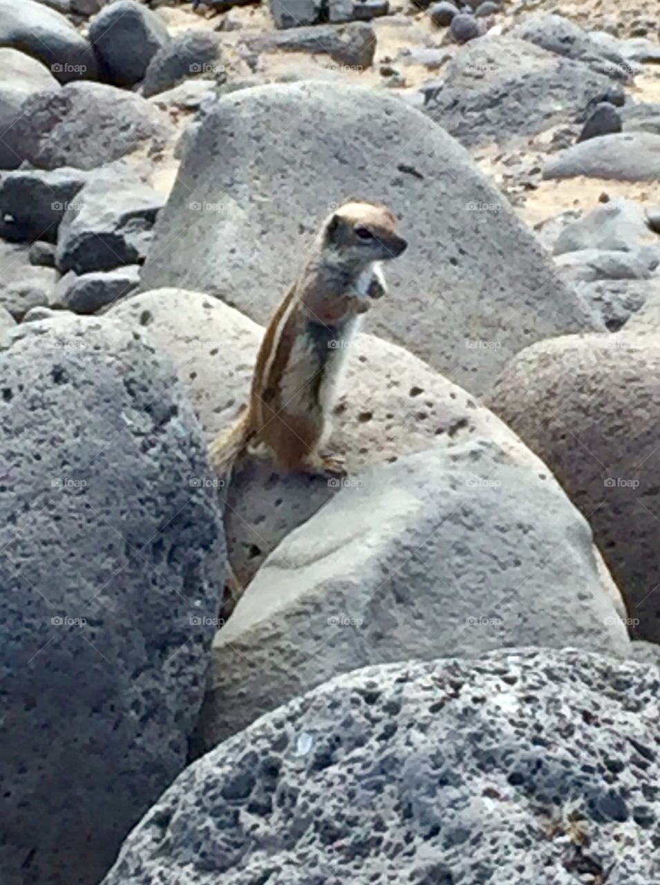 Beach squirrel