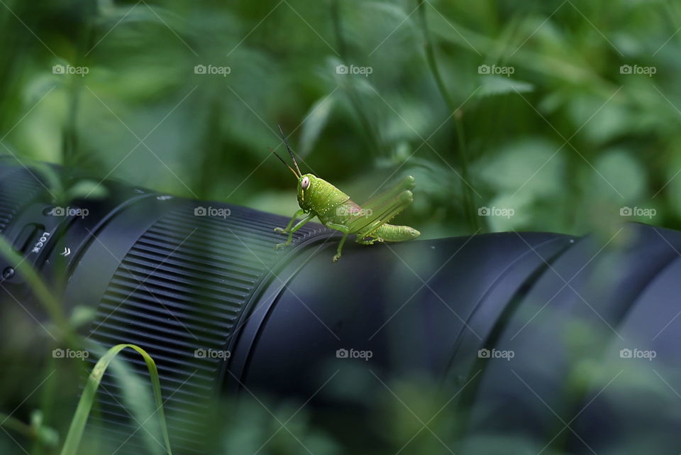 grashopper on the camera lens