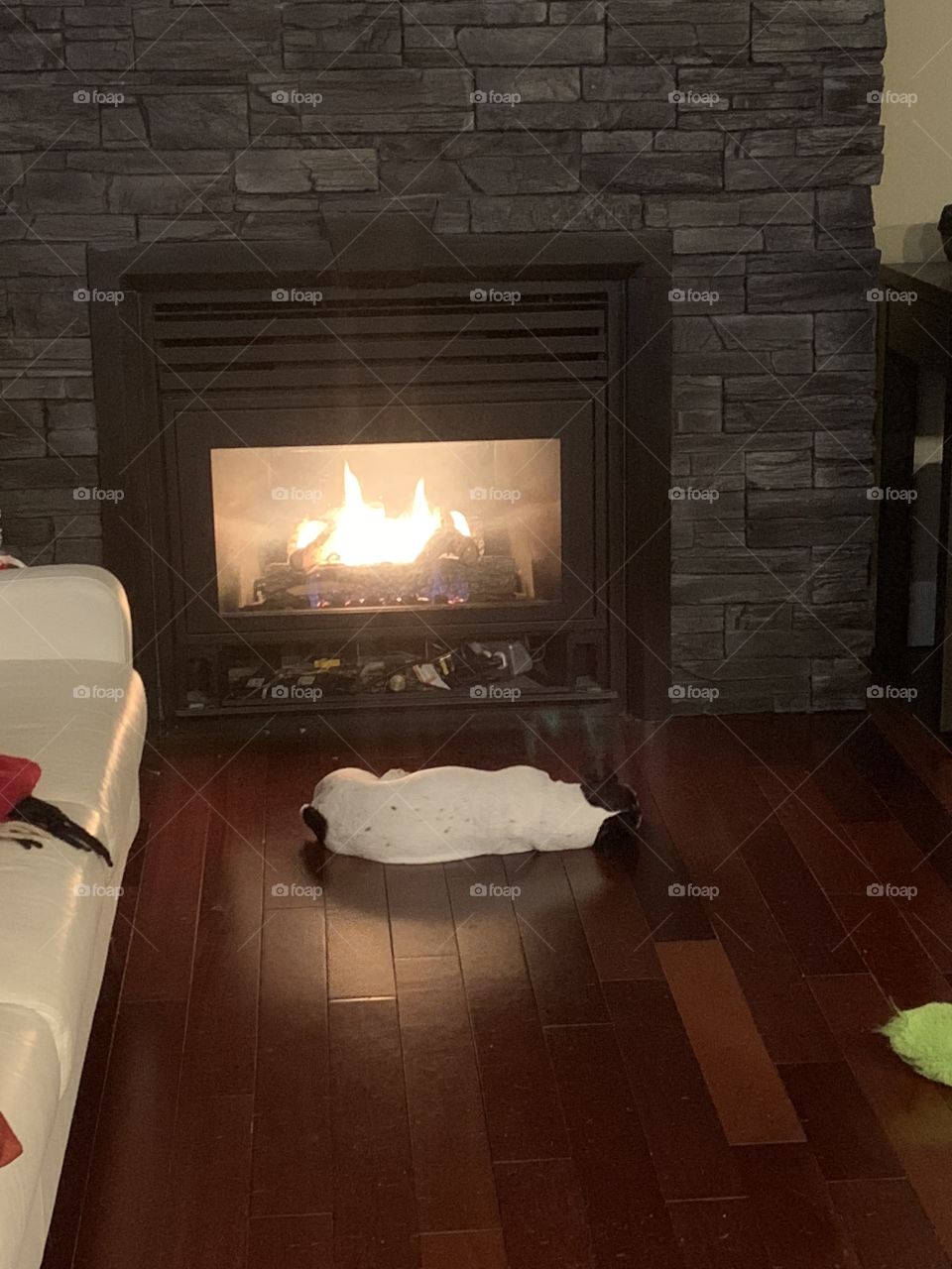 Coco by the fire