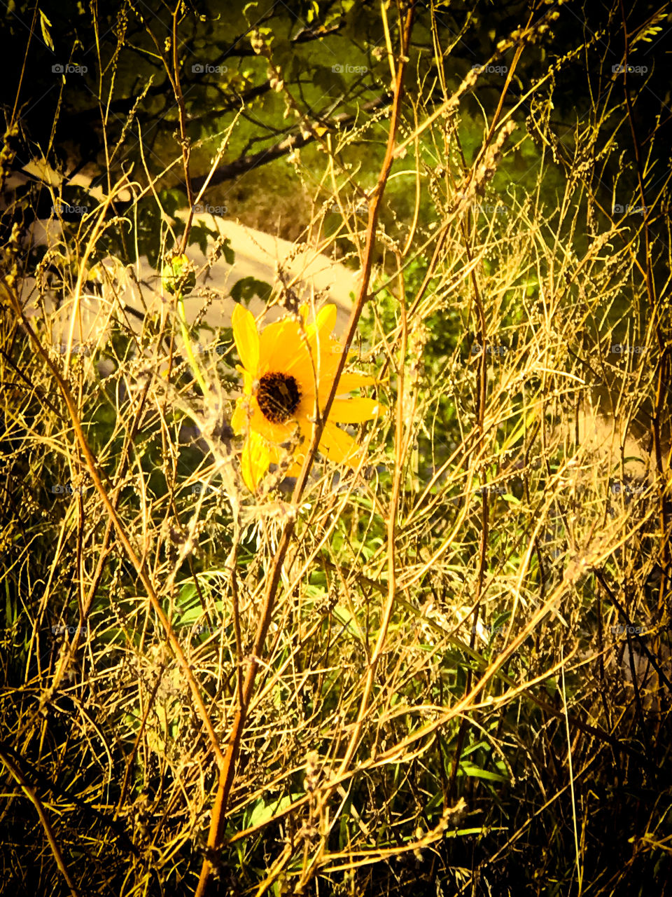 Kansas prairie sunflower