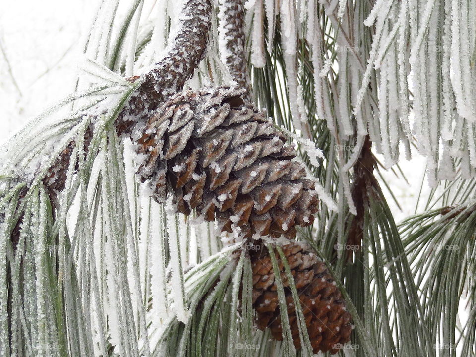 Close-up of frozen pine cones