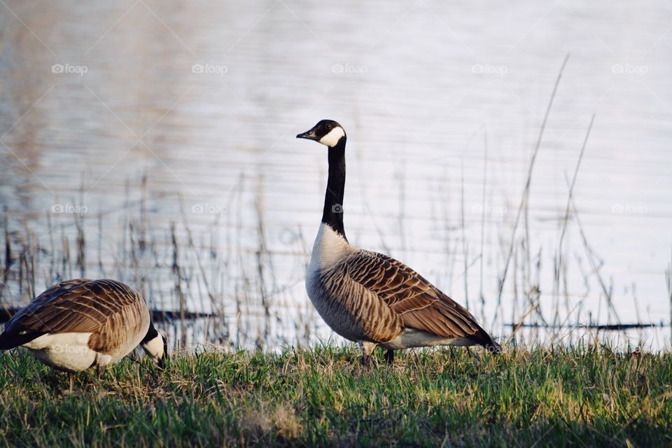 Canadian goose