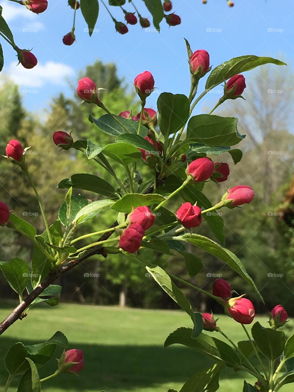 Japanese cherry blossom tree budding flowers in late Spring on a sunny day in Maine.
