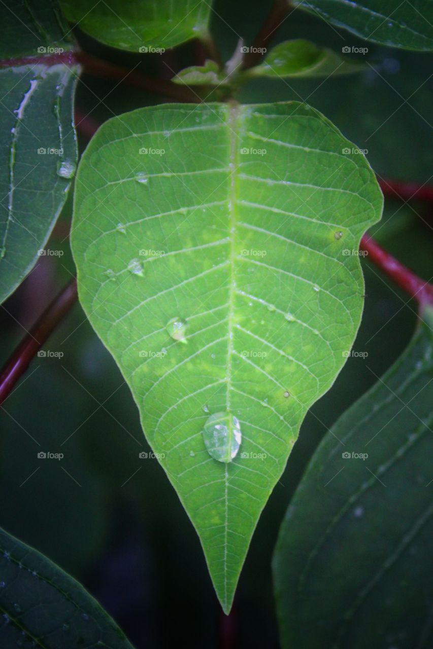 Rain Drop On a Leaf