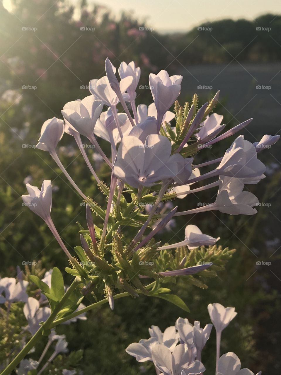 Plumbago flowers in morning sunlight 