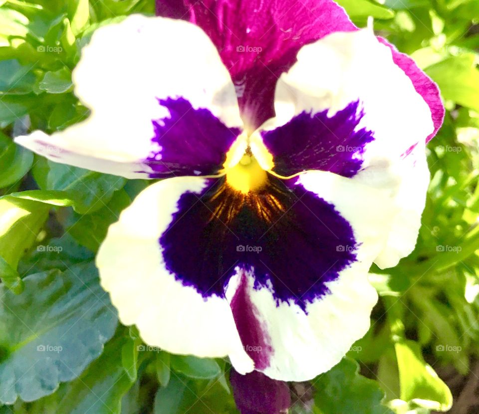 Close-Up White & Purple Pansy