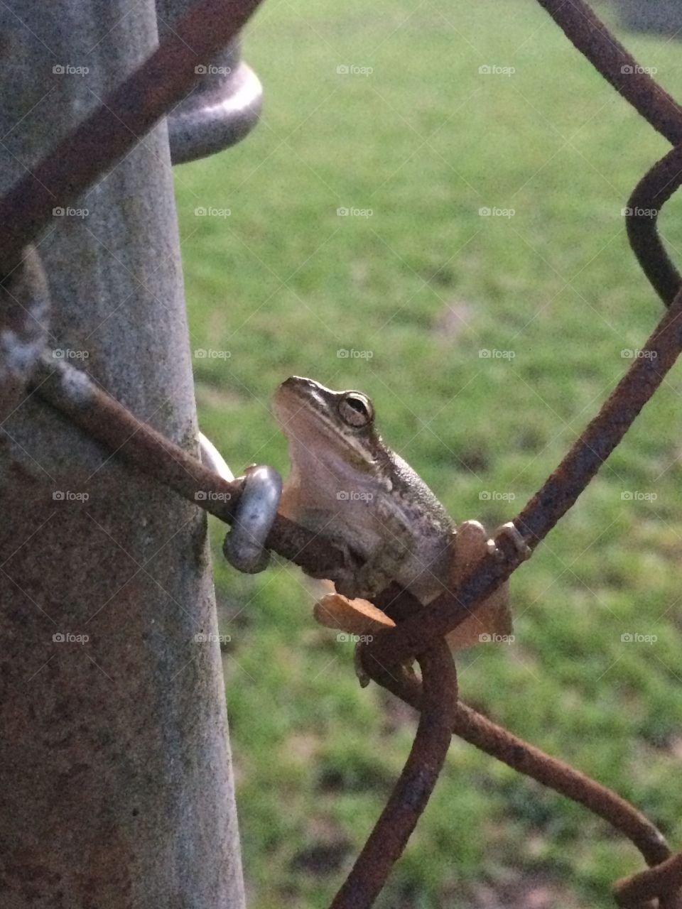 Cute, little tree frog on my fence 😍