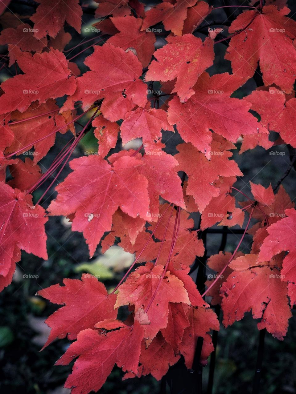Red leaves