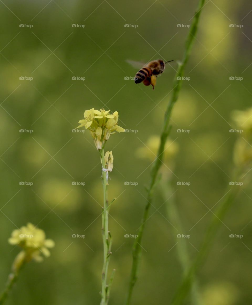 Bee flying full with pollen 
