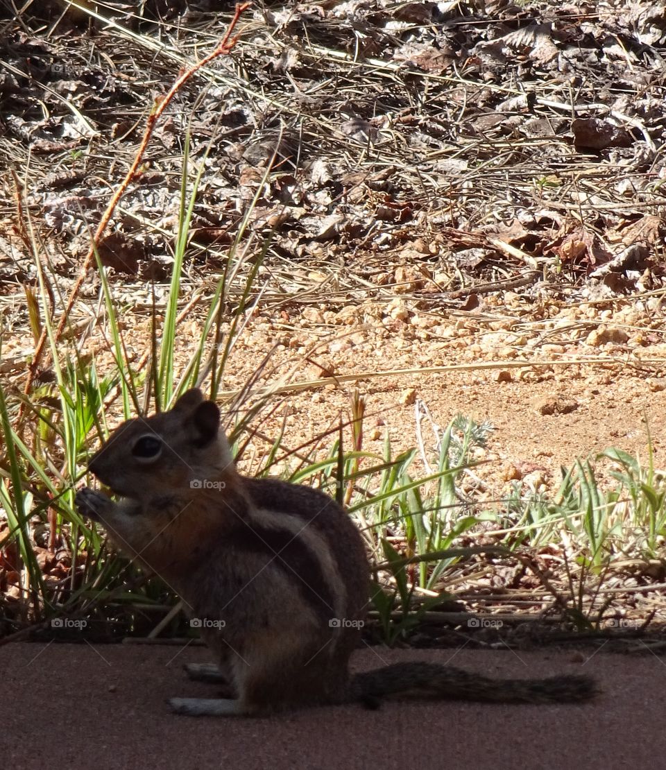 squirrel eating in colorado