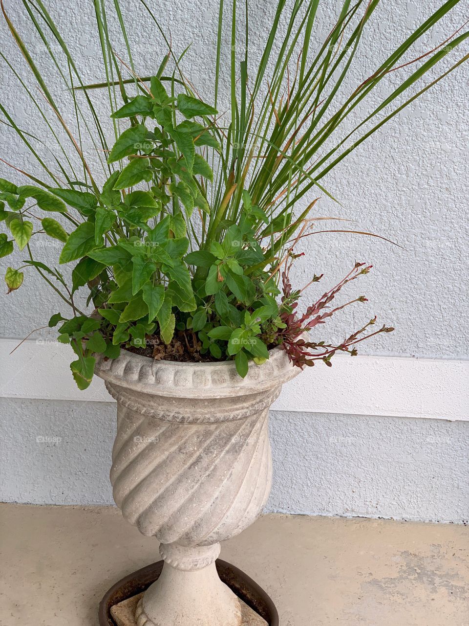 Multiple plants in an urn.