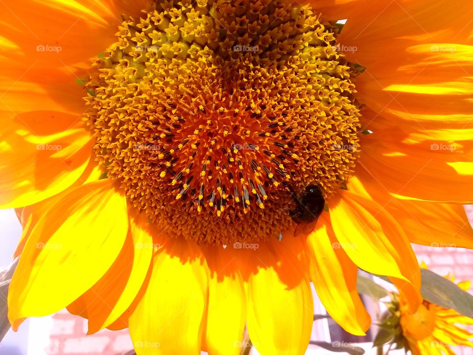 bumblebee on a sunflower
